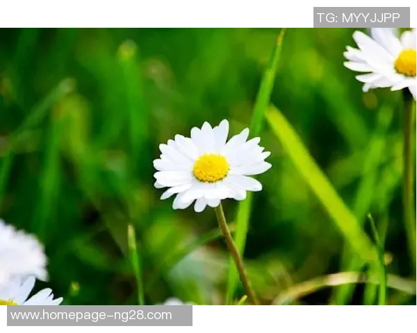 史鸿飞的传奇人生与奋斗历程探寻之旅